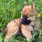 Roumy a rejoint le concours — aidez-le/la à gagner de superbes lots ! puppy, dog, grass, greenery, wildflowers, nature, outdoor, young_animal, fur, animal, cute, pet, canine, summer, meadow, flora, closeup, resting, collar, leash