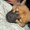 Roumy a rejoint le concours — aidez-le/la à gagner de superbes lots ! adorable, black_nose, blanket, brown_fur, closeup, comfort, cozy, cute, dog, fur, hand, indoors, pet, puppy, resting, sleepy, snuggle, soft, warm, young_dog