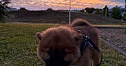 Roumy participe au concours pour gagner de l'argent avec cette photo : animal, brown_fur, clouds, curious, dog, evening, exploring, furry, grass, leash, nature, outdoor, park, puppy, scenery, sky, streetlamp, sunset, walking, young_dog