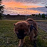 animal, brown_fur, clouds, curious, dog, evening, exploring, furry, grass, leash, nature, outdoor, park, puppy, scenery, sky, streetlamp, sunset, walking, young_dog