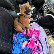 Roumy participe au concours pour gagner de l'argent avec cette photo : blanket, car_interior, colorful, cozy, cute, dog, fabric, front_seat, gear_shift, happy, harness, leash, pet, plush_toy, puppy, seat, smiling, steering_wheel, sunlight, toy