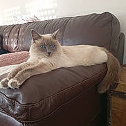 Mia a rejoint le concours — aidez-le/la à gagner de superbes lots ! cat, blue_eyes, fluffy, brown_leather_couch, stretching, indoor, cozy, blanket, paper, drawing, home, feline, relaxing, pet, tail, fur, whiskers, soft_light, domestic_animal, comfortable