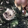 cat, christmas_tree, ornaments, lights, greenery, curious, wide_eyes, holiday, festive, decorations, indoor, pet, feline, close_up, nature, branches, playful, cute, animal, celebration