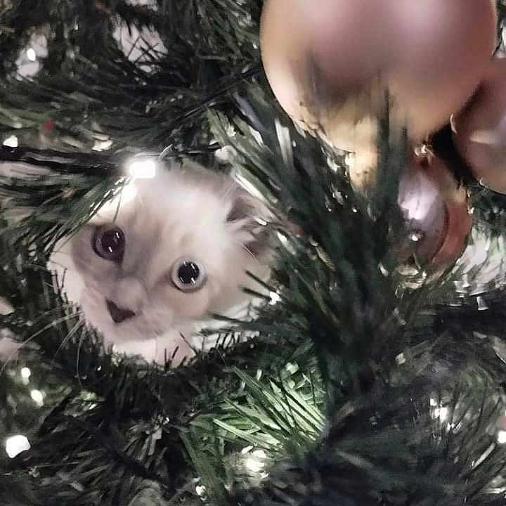 Mia