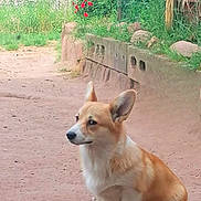 Reine Allias Royce participe au concours pour gagner de l'argent avec cette photo : dog, corgi, animal, pet, outdoor, dirt_path, grass, flowers, greenery, stone_wall, ears, sitting, cute, fur, canine, nature, small_dog, side_view, daylight, garden