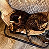 Gotti The Body is registered to the contest to win money with this photo: animal, blanket, cat, chair, collar, cozy, curled_up, cute, domestic_cat, floor, fur, furniture, indoor, pet, resting, sleeping, soft_texture, tabby_cat, two_cats, wood_floor