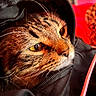 Gotti The Body joined the competition — help win amazing prizes! animal, cat, close_up, colorful_background, curious, domestic_animal, fabric, face, feline, fur, indoor, jacket, mammal, pet, portrait, soft_texture, tabby, whiskers, yellow_eyes, zipper
