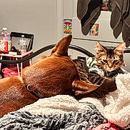 Gotti The Body is registered to the contest to win money with this photo: animal, bed, blanket, blanket_texture, brown_dog, cat, clutter, cozy, dog, fur, furniture, home, indoor, pet, relaxing, resting, room, sleepy, sweater, tabby_cat