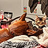 animal, bed, blanket, blanket_texture, brown_dog, cat, clutter, cozy, dog, fur, furniture, home, indoor, pet, relaxing, resting, room, sleepy, sweater, tabby_cat