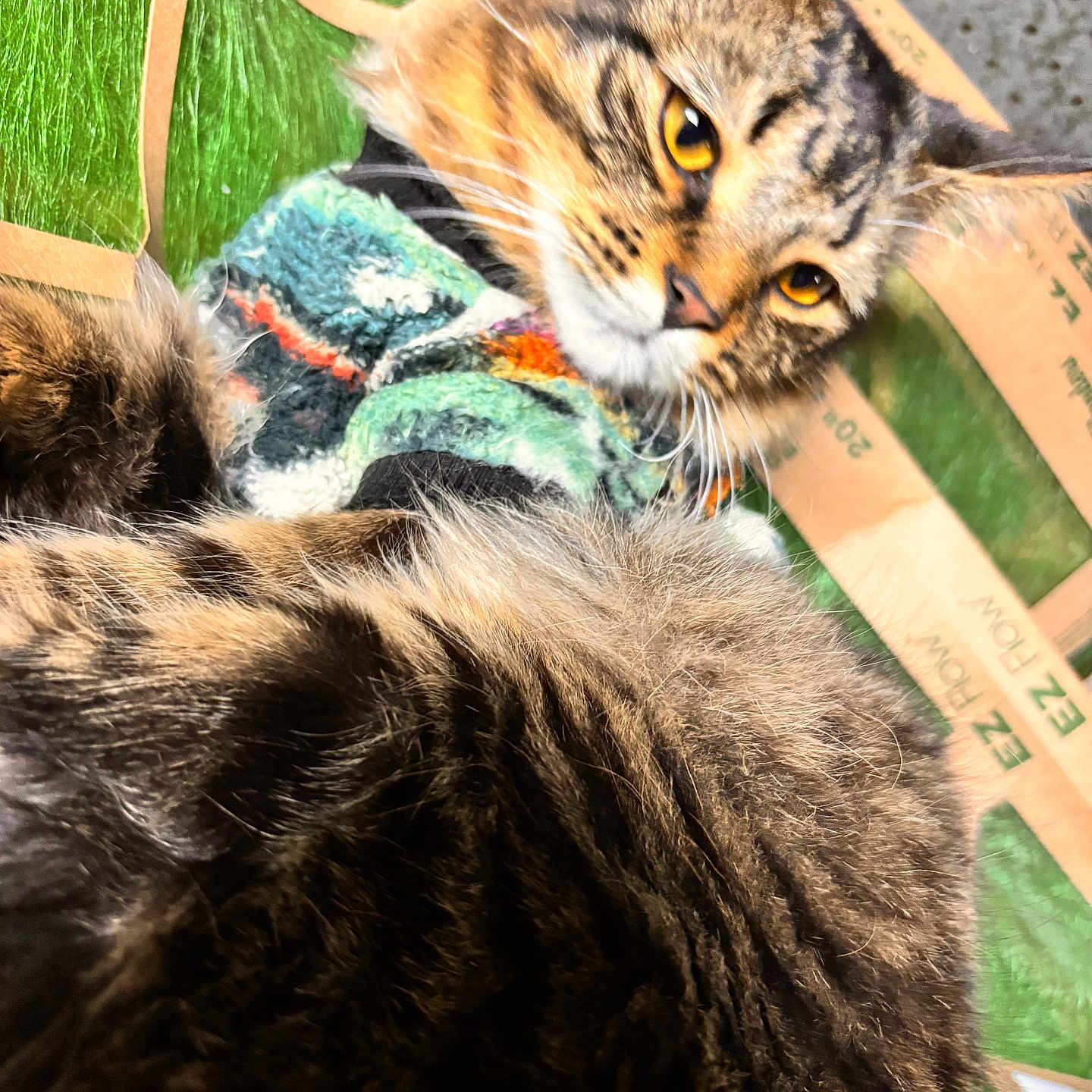Gotti The Body is registered to the contest to win money with this photo: animal, cardboard_box, cat, close_up, curious, cute, domestic_cat, ears, feline, fur, green_background, indoor, pet, portrait, soft_fur, striped, sweater, tabby, whiskers, yellow_eyes