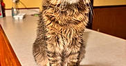 Gotti The Body joined the competition — help win amazing prizes! animal, cabinet, cat, counter, curious, cute, domestic, ears, eyes, feline, fur, indoor, kitchen, kitten, pet, portrait, sitting, tabby, whiskers, wood