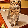 animal, cabinet, cat, counter, curious, cute, domestic, ears, eyes, feline, fur, indoor, kitchen, kitten, pet, portrait, sitting, tabby, whiskers, wood