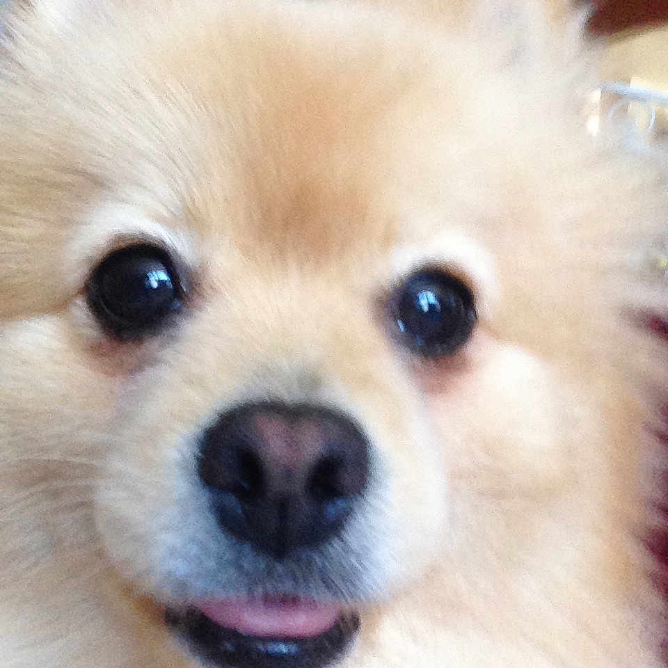 Taz is registered to the contest to win money with this photo: canidae, carnivore, companion_dog, dog, dog_breed, german_spitz, german_spitz_klein, german_spitz_mittel, indian_spitz, japanese_spitz, mammal, nose, pomeranian, puppy, skin, snout, spitz, vertebrate, volpino_italiano, whiskers