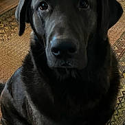 Leo joined the competition — help win amazing prizes! dog, black_labrador, pet, indoor, rug, floor, shoes, bag, cozy, animal, mammal, portrait, sitting, closeup, looking, house, home, domestic, companion, fur