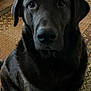 dog, black_labrador, pet, indoor, rug, floor, shoes, bag, cozy, animal, mammal, portrait, sitting, closeup, looking, house, home, domestic, companion, fur