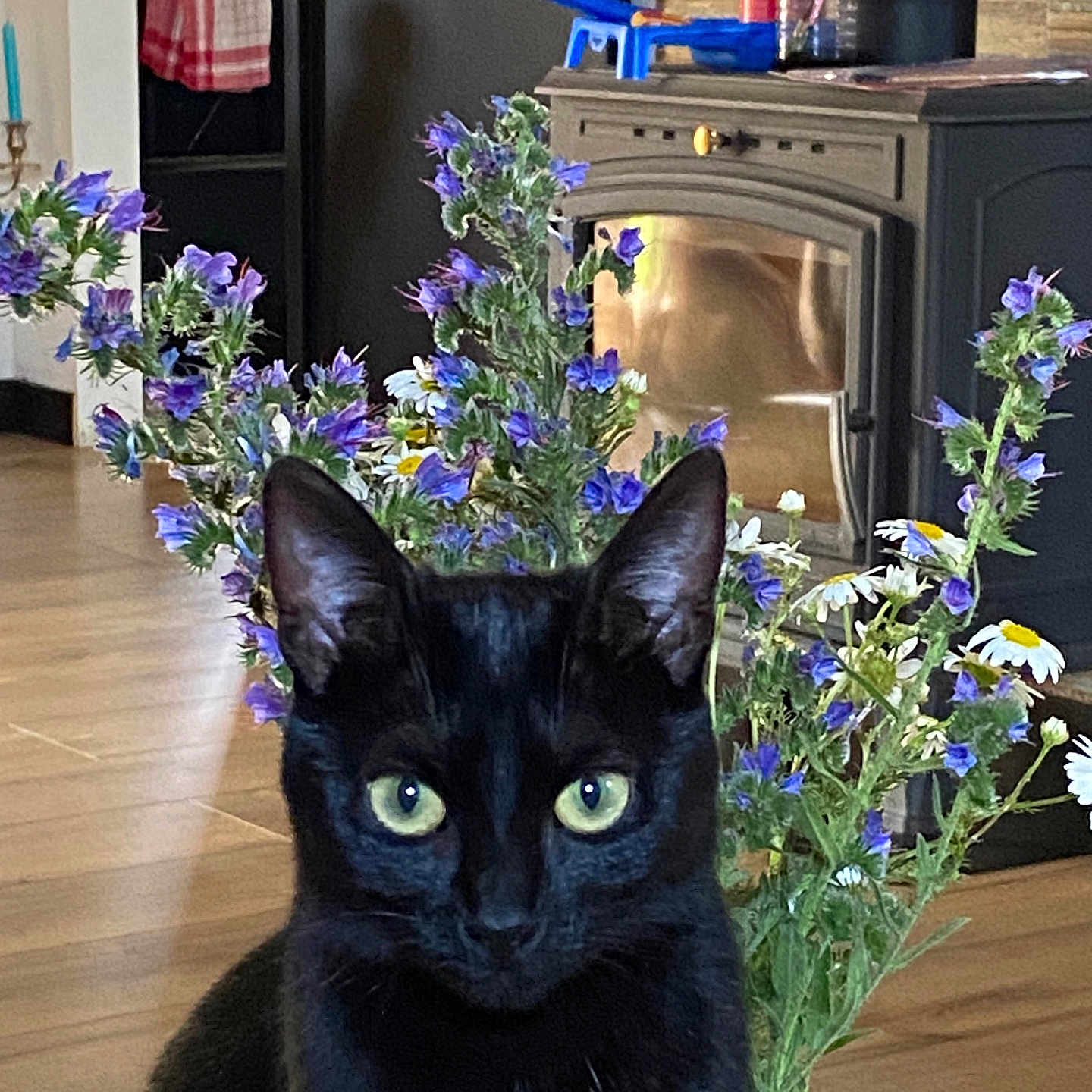 Izïa