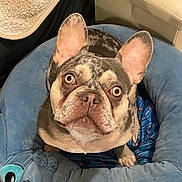 Beaux is registered to the contest to win money with this photo: animal, blanket, blue_bed, canine, comfort, cozy, cute, dog, ears, eyes, face, french_bulldog, fur, home, indoor, looking_up, nose, paw, pet_bed, sitting
