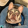 animal, blanket, blue_bed, canine, comfort, cozy, cute, dog, ears, eyes, face, french_bulldog, fur, home, indoor, looking_up, nose, paw, pet_bed, sitting