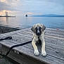 Athena a rejoint le concours — aidez-le/la à gagner de superbes lots ! dog, leash, wooden_platform, lake, water, sailboats, sky, cloudy, dusk, outdoor, nature, calm, animal, pets, landscape, hills, serene, dock, evening, quiet