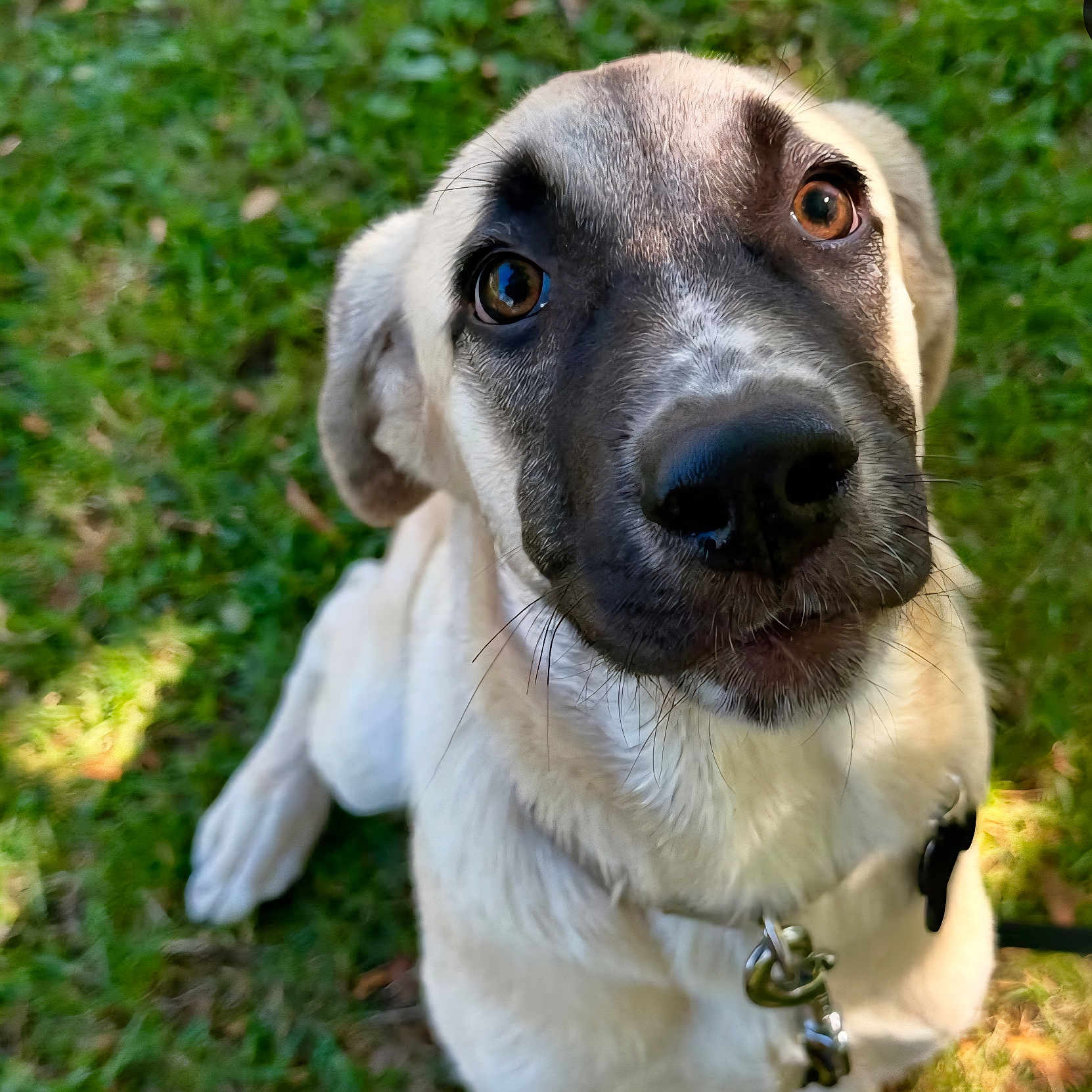 Athena a rejoint le concours — aidez-le/la à gagner de superbes lots ! animal, brown_eyes, canine, close_up, collar, curious, cute, daylight, dog, domestic_animal, friendly, fur, grass, leash, nature, outdoor, pet, portrait, sitting, young_dog