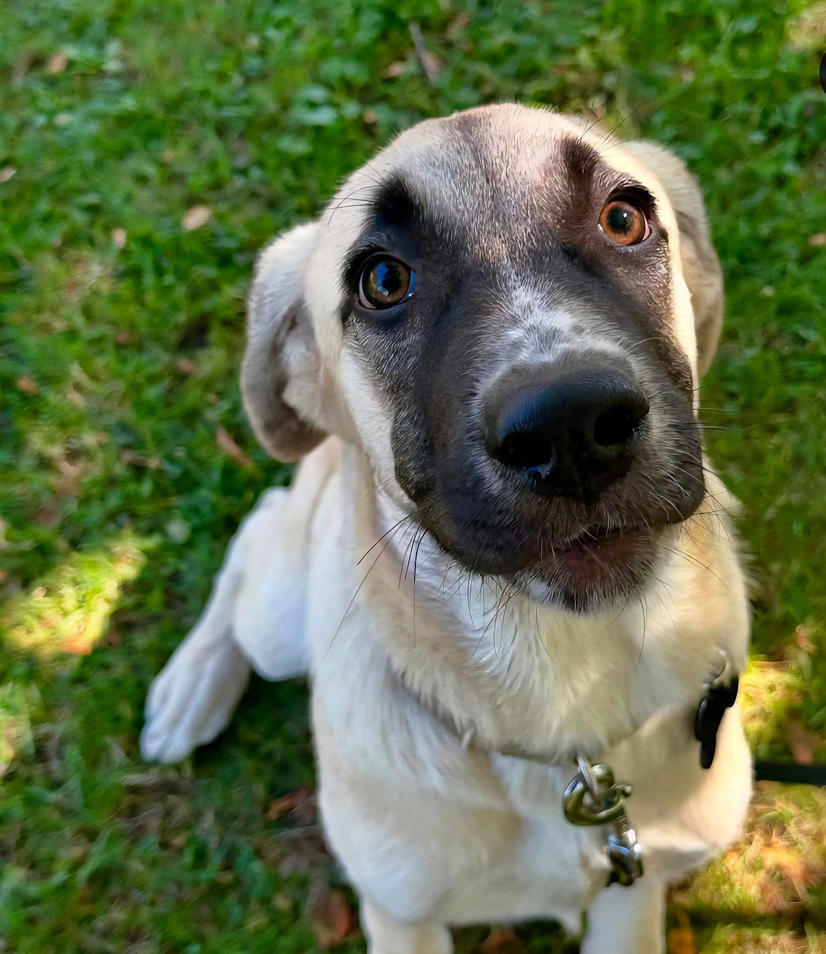 Athena