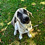 Athena a rejoint le concours — aidez-le/la à gagner de superbes lots ! puppy, dog, grass, outdoor, leash, pet, canine, young, animal, nature, ears, collar, sitting, cute, brown, white, black_face, looking_up, daylight, playful