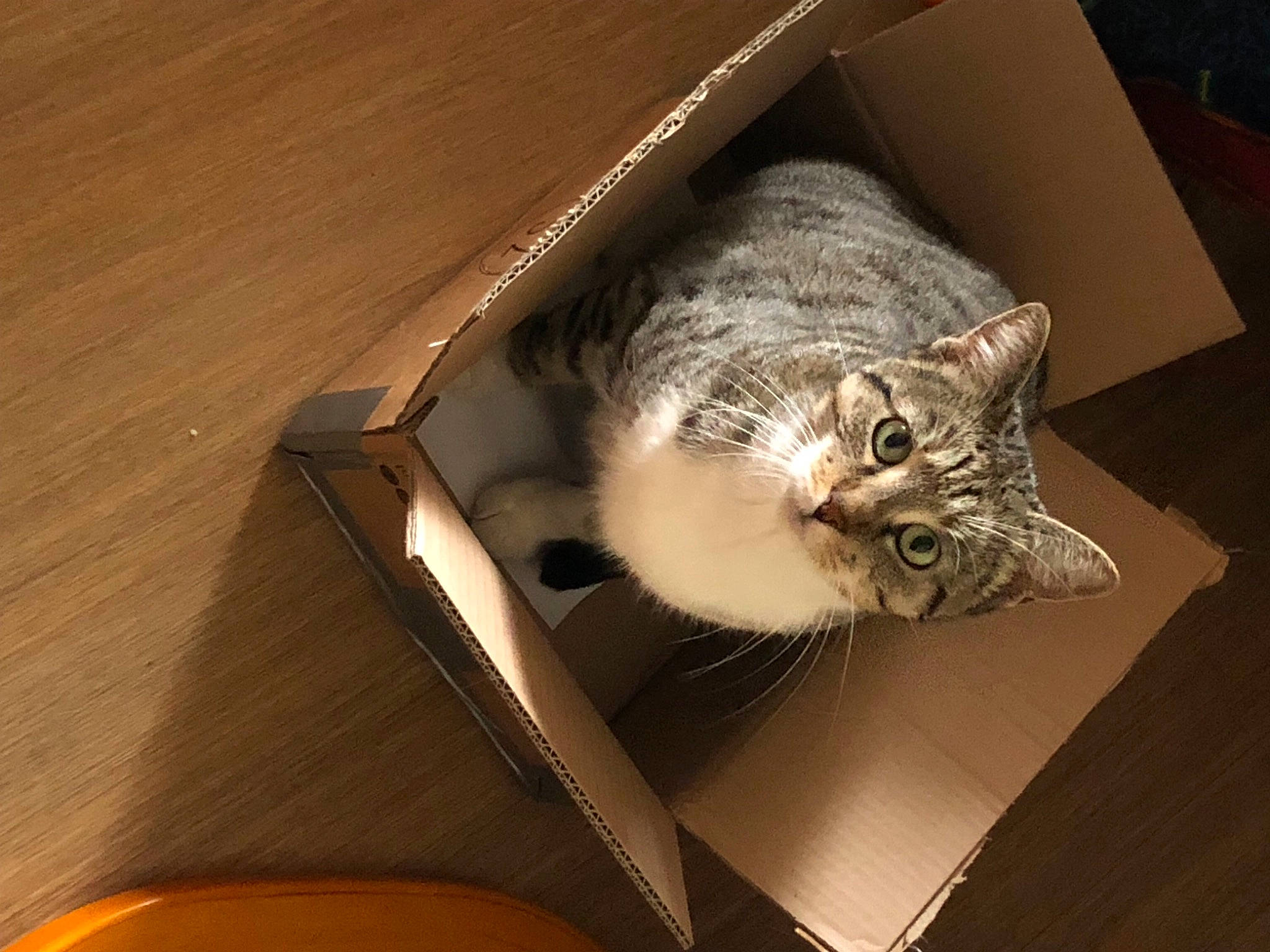 Kanel participe au concours pour gagner de l'argent avec cette photo : box, cardboard, carnivore, carton, cat, comfort, couch, domestic_short_haired_cat, felidae, flooring, fur, hardwood, packaging_and_labeling, room, shipping_box, small_to_medium_sized_cats, tail, whiskers, window, wood