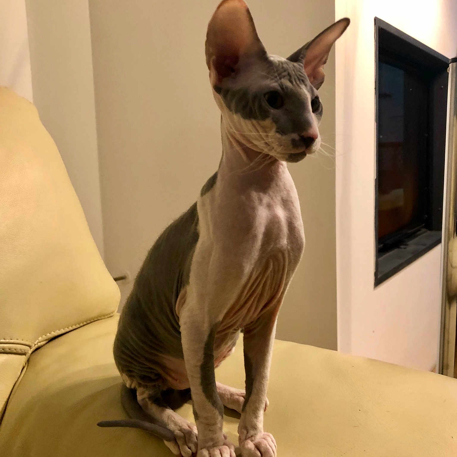 Baltazar