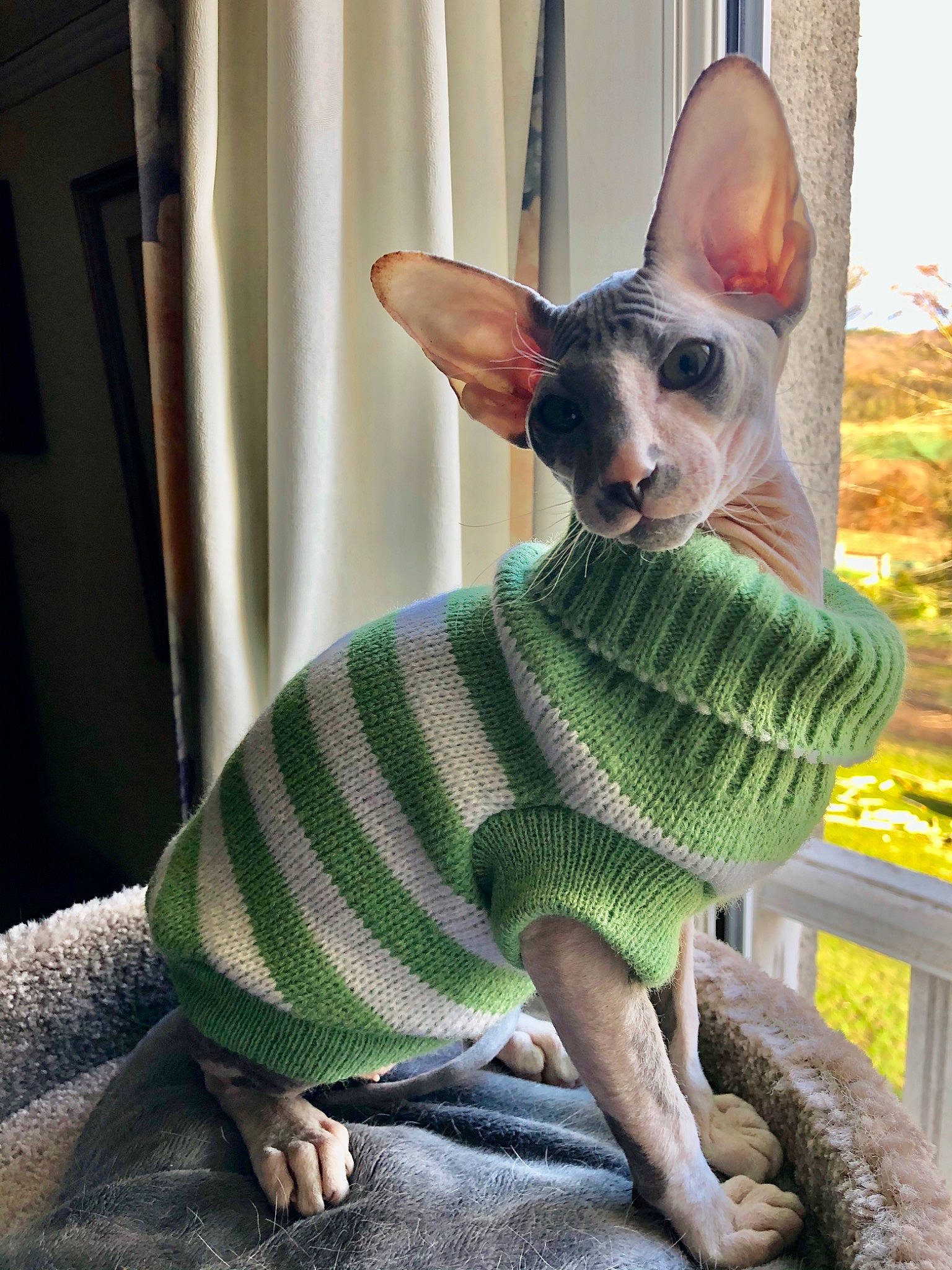 Baltazar participe au concours pour gagner de l'argent avec cette photo : canidae, carnivore, cat, cornish_rex, dog_clothes, donskoy, felidae, mammal, peterbald, small_to_medium_sized_cats, sphynx, sweater, vertebrate