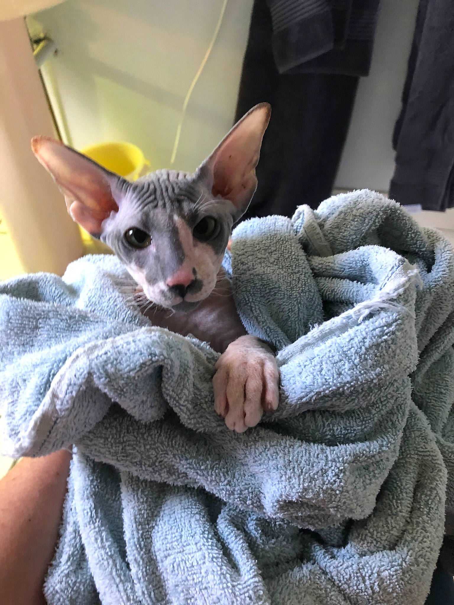 Baltazar participe au concours pour gagner de l'argent avec cette photo : carnivore, cat, cornish_rex, devon_rex, donskoy, felidae, kitten, mammal, oriental_shorthair, peterbald, rex_cat, small_to_medium_sized_cats, sphynx, ukrainian_levkoy, vertebrate, whiskers