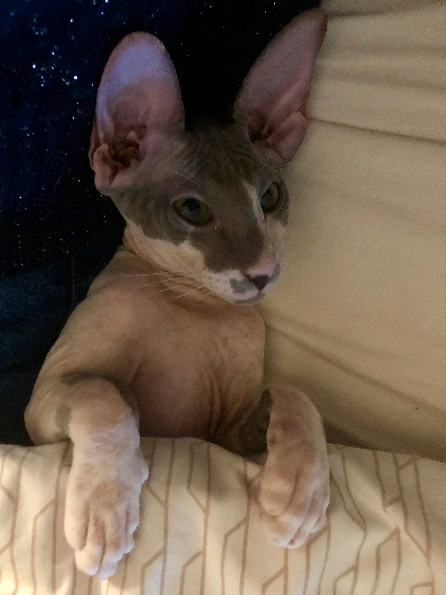 Baltazar a rejoint le concours — aidez-le/la à gagner de superbes lots ! carnivore, cat, cornish_rex, devon_rex, donskoy, fawn, felidae, kitten, mammal, organism, oriental_longhair, oriental_shorthair, peterbald, rex_cat, small_to_medium_sized_cats, snout, sphynx, ukrainian_levkoy, vertebrate, whiskers