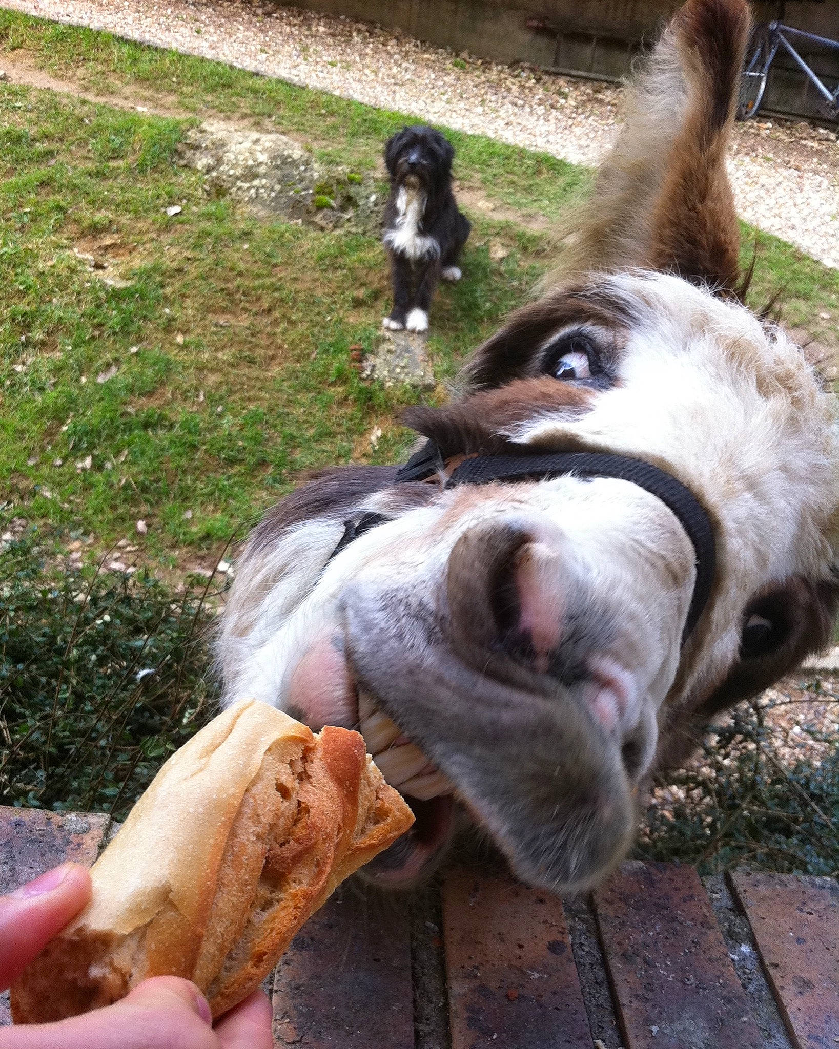 Raoul a rejoint le concours — aidez-le/la à gagner de superbes lots ! canidae, carnivore, dog, dog_breed, fawn, sporting_group