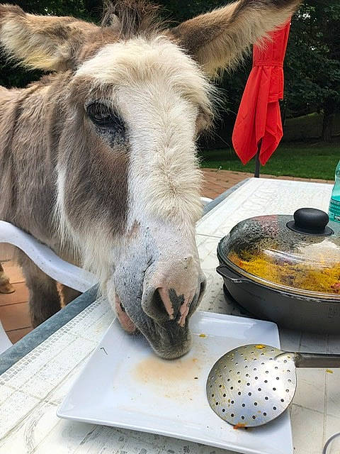 Raoul participe au concours pour gagner de l'argent avec cette photo : burro, livestock, snout, wildlife