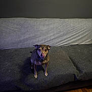 Scrappy joined the competition — help win amazing prizes! dog, pet, couch, indoor, tongue_out, small_dog, wooden_floor, furniture, domestic_animal, animal, mammal, companion, cute, brown_dog, sitting, home, room, cover, fur, looking