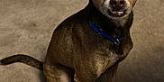 Scrappy is registered to the contest to win money with this photo: dog, brown_dog, pet, canine, collar, sitting, indoor, carpet, floor, animal, cute, looking_up, ears, tail, fur, small_dog, companion, domestic_animal, alert, friendly