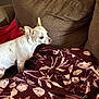Zoe is registered to the contest to win money with this photo: dog, small_dog, white_dog, tan_spots, couch, brown_couch, red_pillow, blanket, floral_pattern, maroon_blanket, indoor, pet, alert, side_view, fur, ears_up, home, cozy, furniture, animal