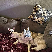 Zoe joined the competition — help win amazing prizes! dog, chihuahua, siberian_husky, couch, blanket, pillow, indoor, pet, animal, fur, relaxing, brown, gray_wall, blue_eyes, small_dog, large_dog, companion, domestic, resting, household