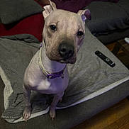 Chica is registered to the contest to win money with this photo: dog, canine, pet, couch, blanket, remote_control, indoor, wooden_floor, collar, curious, looking_up, furniture, domestic, companion, animal, mammal, household, living_room, closeup, portrait