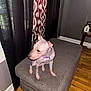 Chica is registered to the contest to win money with this photo: dog, indoor, ottoman, curtains, wooden_floor, purple_collar, furniture, pet, blur, wall, floor, corner, home, animal, sitting, small_dog, living_room, decor, window, lighting