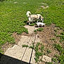 Kaya is registered to the contest to win money with this photo: dog, grass, sidewalk, leash, outdoor, sunlight, shadow, small_dog, large_dog, nature, greenery, path, pets, canine, daylight, walking, exploring, yard, curious, companions