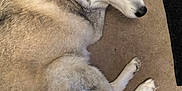Kaya is registered to the contest to win money with this photo: dog, siberian_husky, blue_eyes, fur, pet, animal, indoor, carpet, curled_up, looking_back, mammal, canine, fluffy, ears, tail, paw, nose, whiskers, domestic_animal, companion