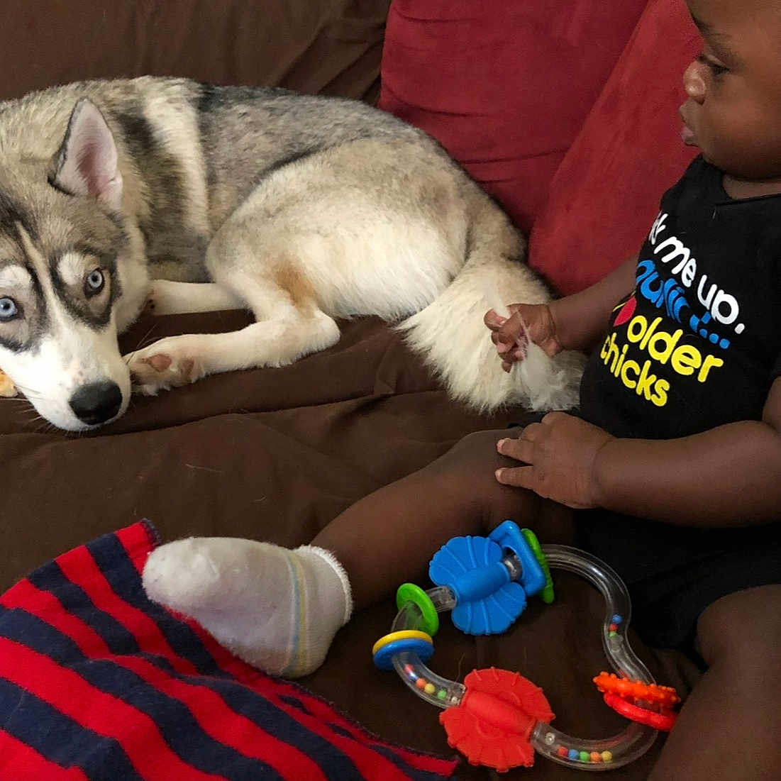 Kaya joined the competition — help win amazing prizes! baby, black, blanket, blue, brown, child, clothing, couch, dog, face, fur, hand, husky, indoor, red, sitting, socks, tail, toy, white