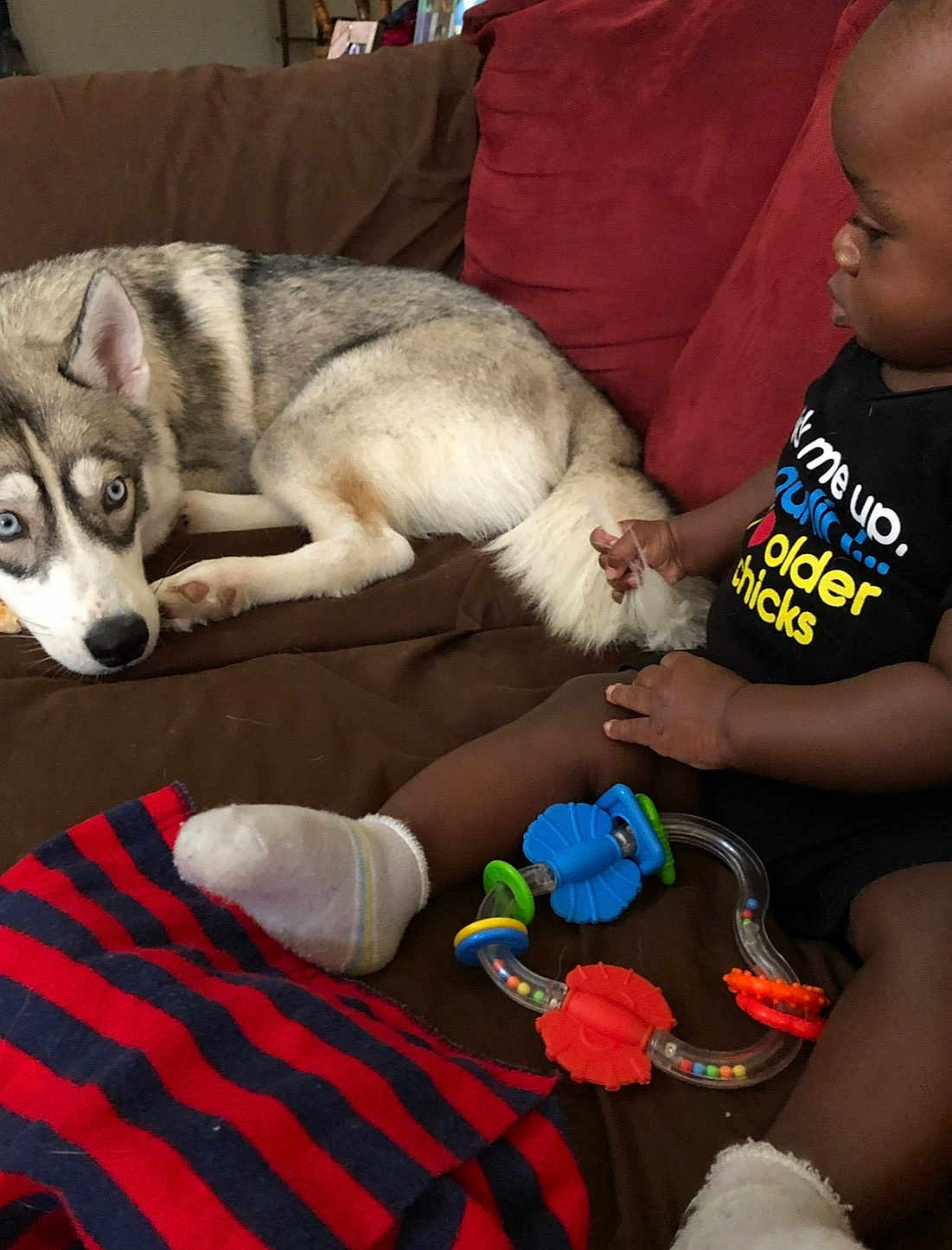 Kaya joined the competition — help win amazing prizes! husky, dog, baby, child, couch, blanket, toy, socks, indoor, fur, tail, clothing, sitting, brown, red, blue, black, white, face, hand