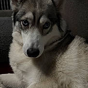 Kaya is registered to the contest to win money with this photo: dog, husky, blue_eyes, pet, animal, fur, portrait, closeup, indoor, cozy, lying_down, canine, face, ears, whiskers, muzzle, furry, domestic_animal, looking_at_camera, companion