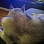 Kaya is registered to the contest to win money with this photo: dog, husky, animal, pet, fur, ears, back_view, laying_down, indoor, television, furniture, couch, wood_floor, relaxation, cozy, home, living_room, watching_tv, domestic_animal, quiet