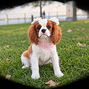 Ophelia joined the competition — help win amazing prizes! animal, brown_and_white, cavalier_king_charles_spaniel, cute, daytime, dog, ears, flower_accessories, grass, leaf, nature, outdoor, park, pet, pink_collar, portrait, puppy, sitting, vignette, young_dog