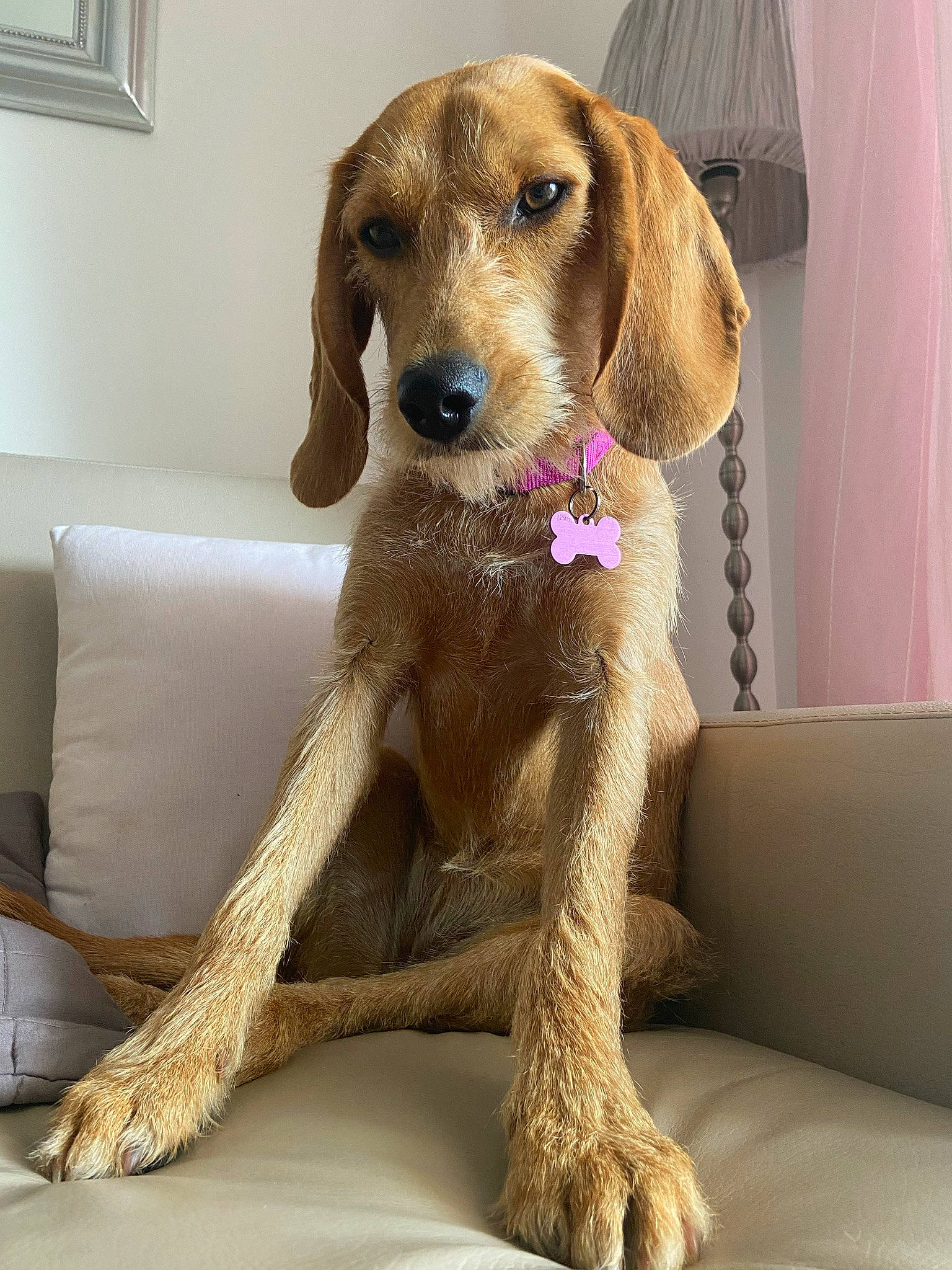 Roxy participe au concours pour gagner de l'argent avec cette photo : canidae, carnivore, collar, comfort, companion_dog, couch, curtain, dog, dog_breed, dog_collar, dog_supply, fawn, liver, metal, pet_supply, picture_frame, snout, sporting_group, window, working_animal