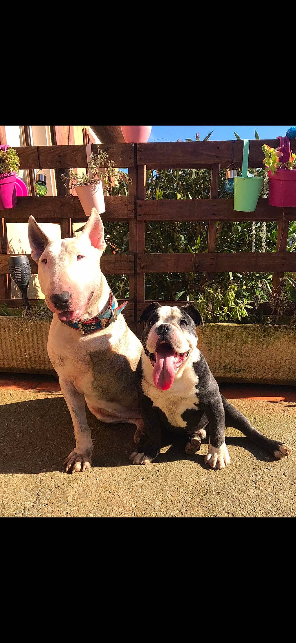 P'Tit Louis a rejoint le concours — aidez-le/la à gagner de superbes lots ! bulldog, canidae, carnivore, collar, companion_dog, dog, dog_breed, dog_collar, fashion_accessory, fawn, french_bulldog, grass, molosser, pink, plant, snout, sporting_group, terrestrial_animal, toy_dog, working_animal