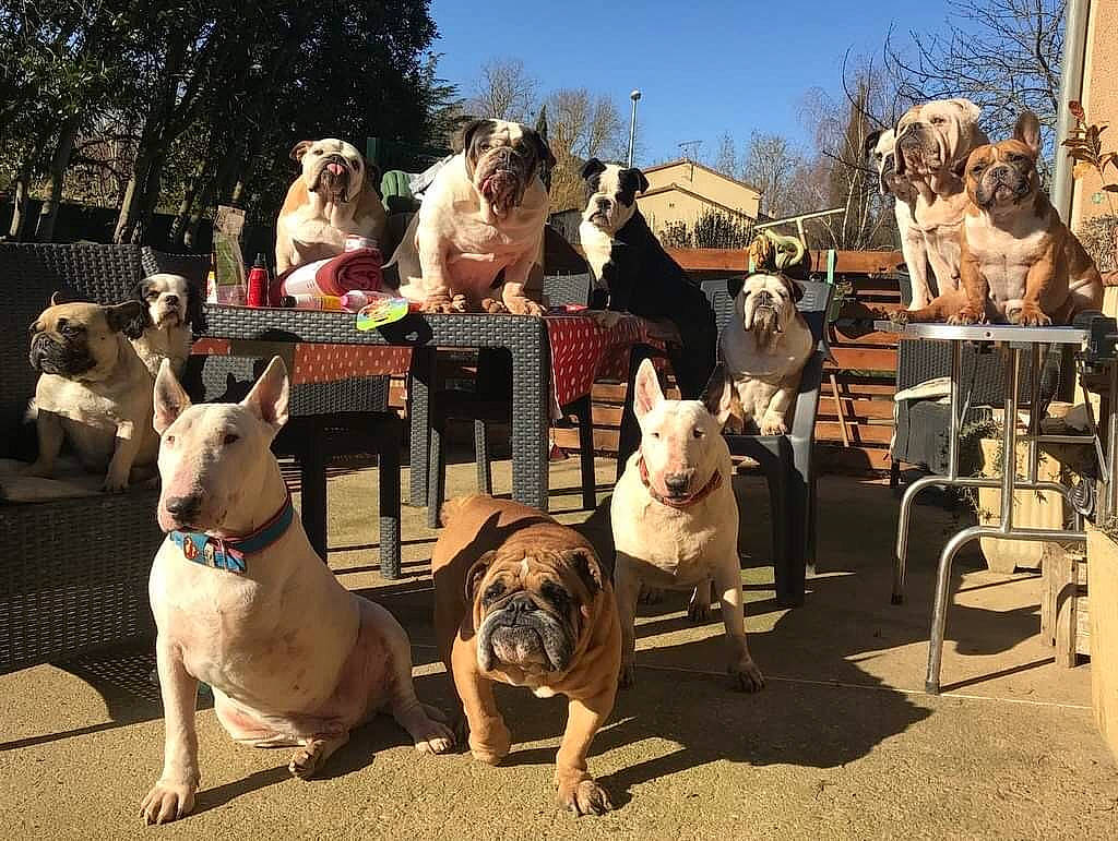 P'Tit Louis a rejoint le concours — aidez-le/la à gagner de superbes lots ! canidae, carnivore, city, collar, companion_dog, dog, dog_breed, dog_collar, event, fashion_accessory, fawn, leash, leisure, molosser, plant, recreation, sky, sporting_group, tree, working_animal