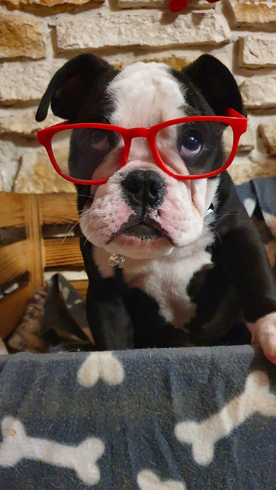 P'Tit Louis a rejoint le concours — aidez-le/la à gagner de superbes lots ! canidae, carnivore, chair, collar, companion_dog, couch, dog, dog_breed, dog_collar, dog_supply, fawn, fur, puppy, sporting_group, terrestrial_animal, toy_dog, whiskers, wood, working_animal, wrinkle